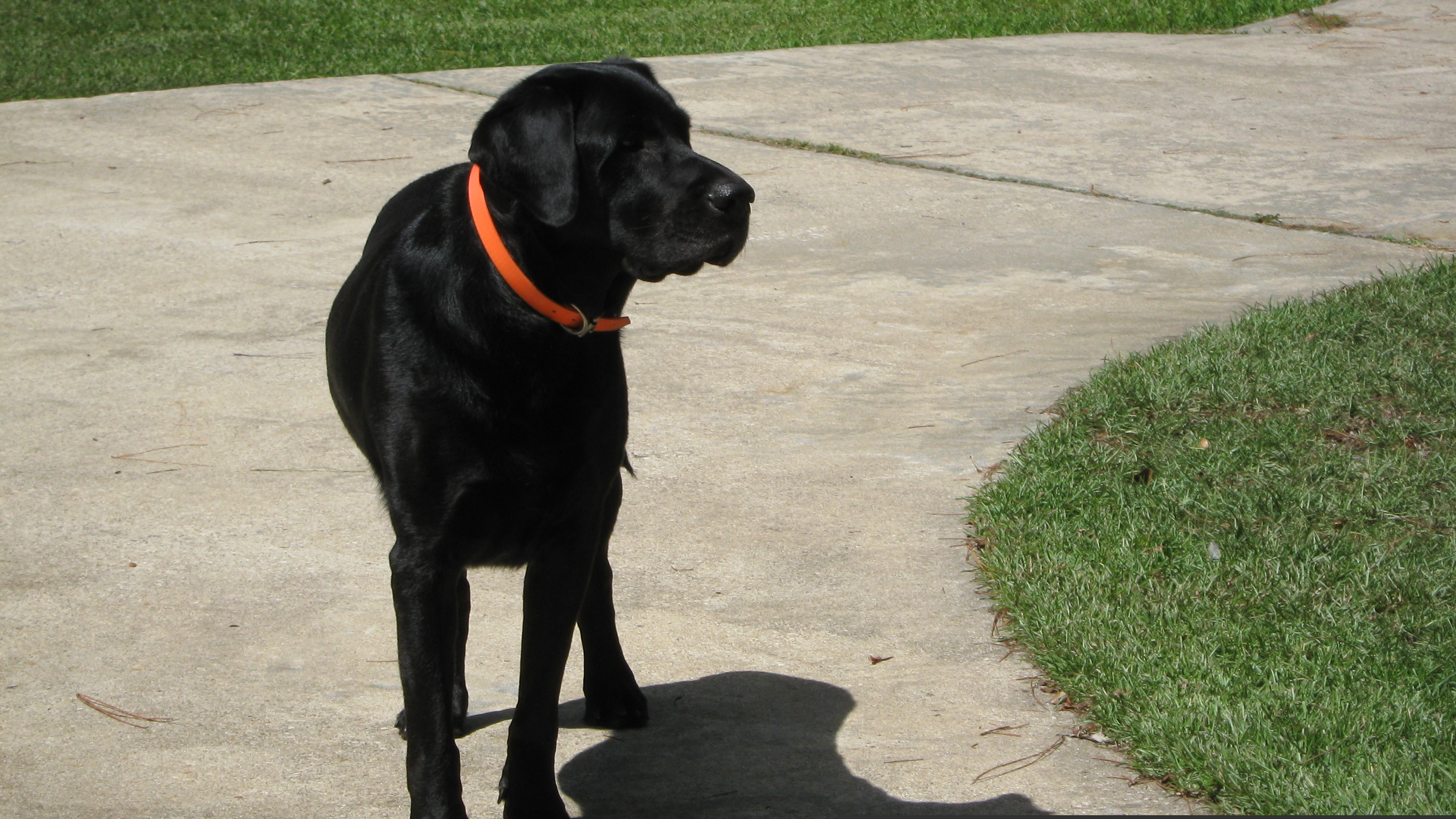Henry